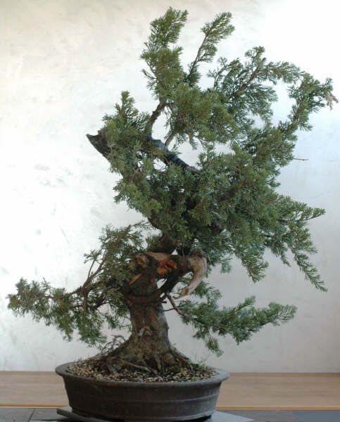JUNIPERUS_SHIMPAKU_2.jpg