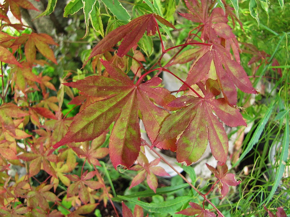 acerp-div-004_210715a.jpg