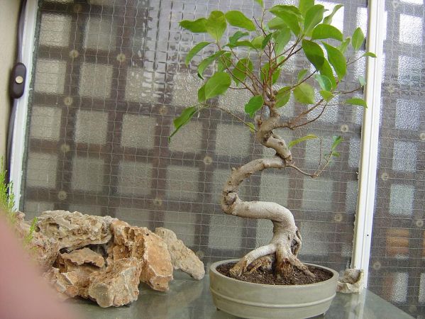 ficus_retusa4
