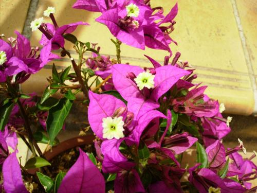 Fleurs_bougainvillee
