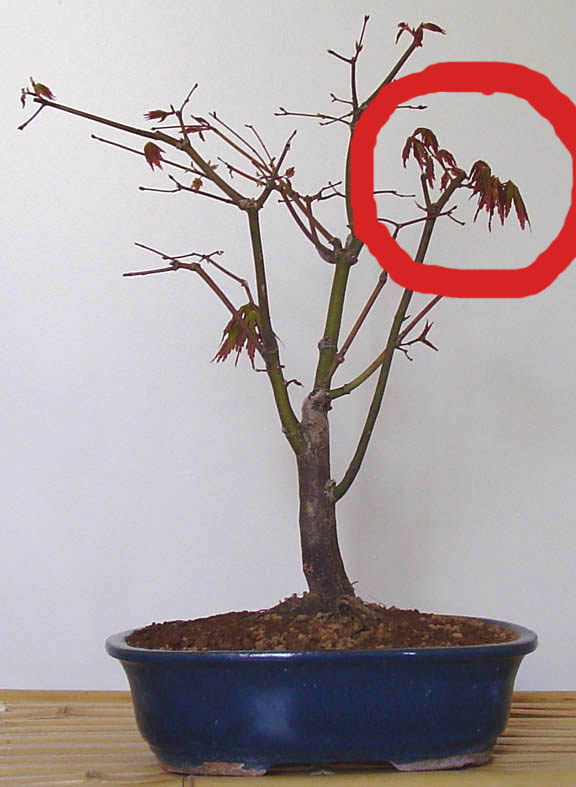 acer050405a.jpg