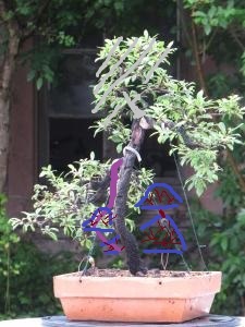 p spinosa - Copie.jpg