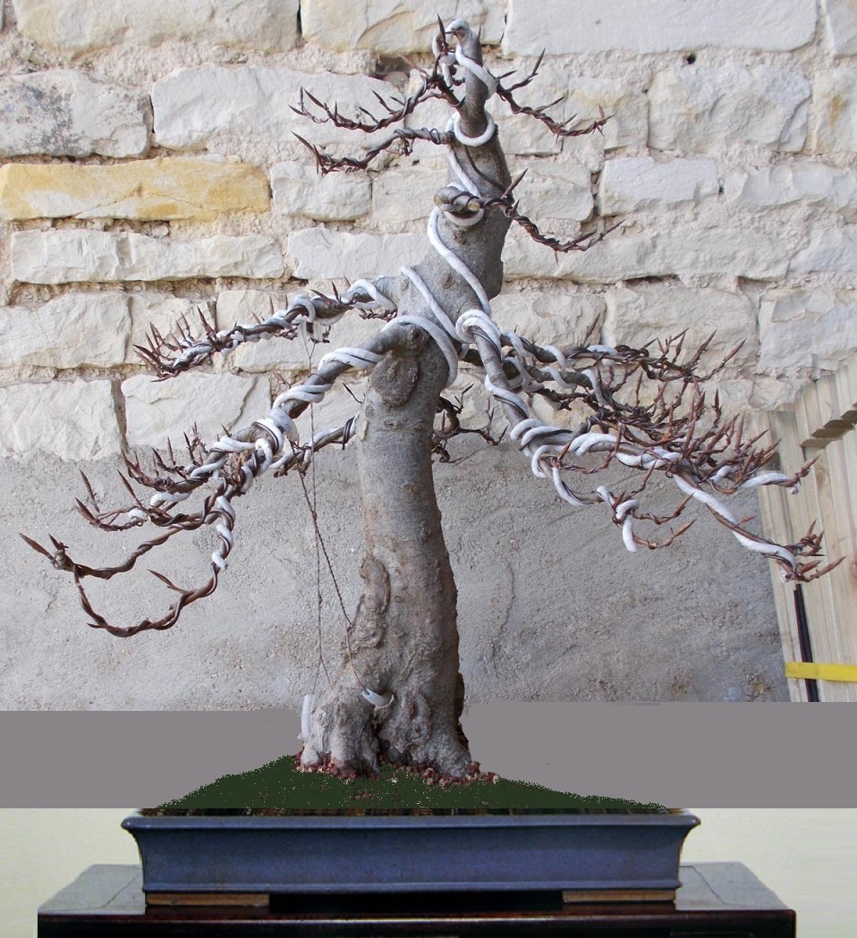 hetre3097724.jpg