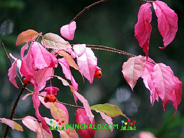 FusainVerruqueux1j.jpg