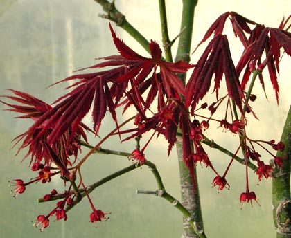 FlrPalm2974