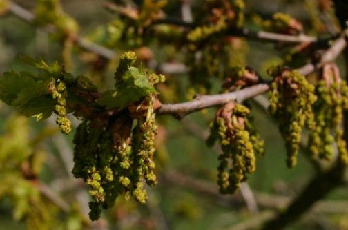 Quercus-robur-male_flowers