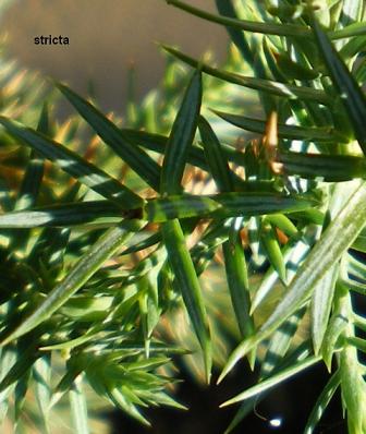 Stricta_2