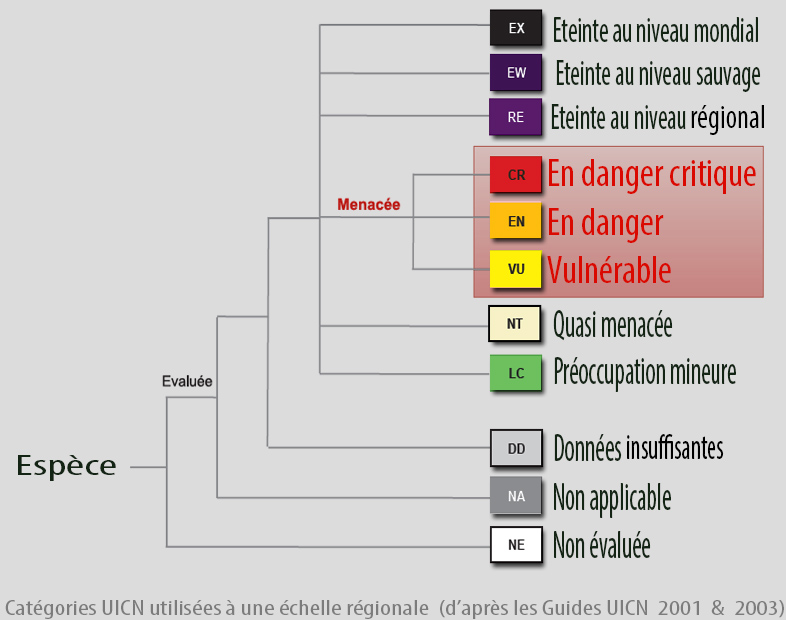 Status_iucn_Catégories_uicn_niveau_régional_fr.jpg