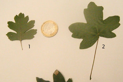 acer_001.jpg