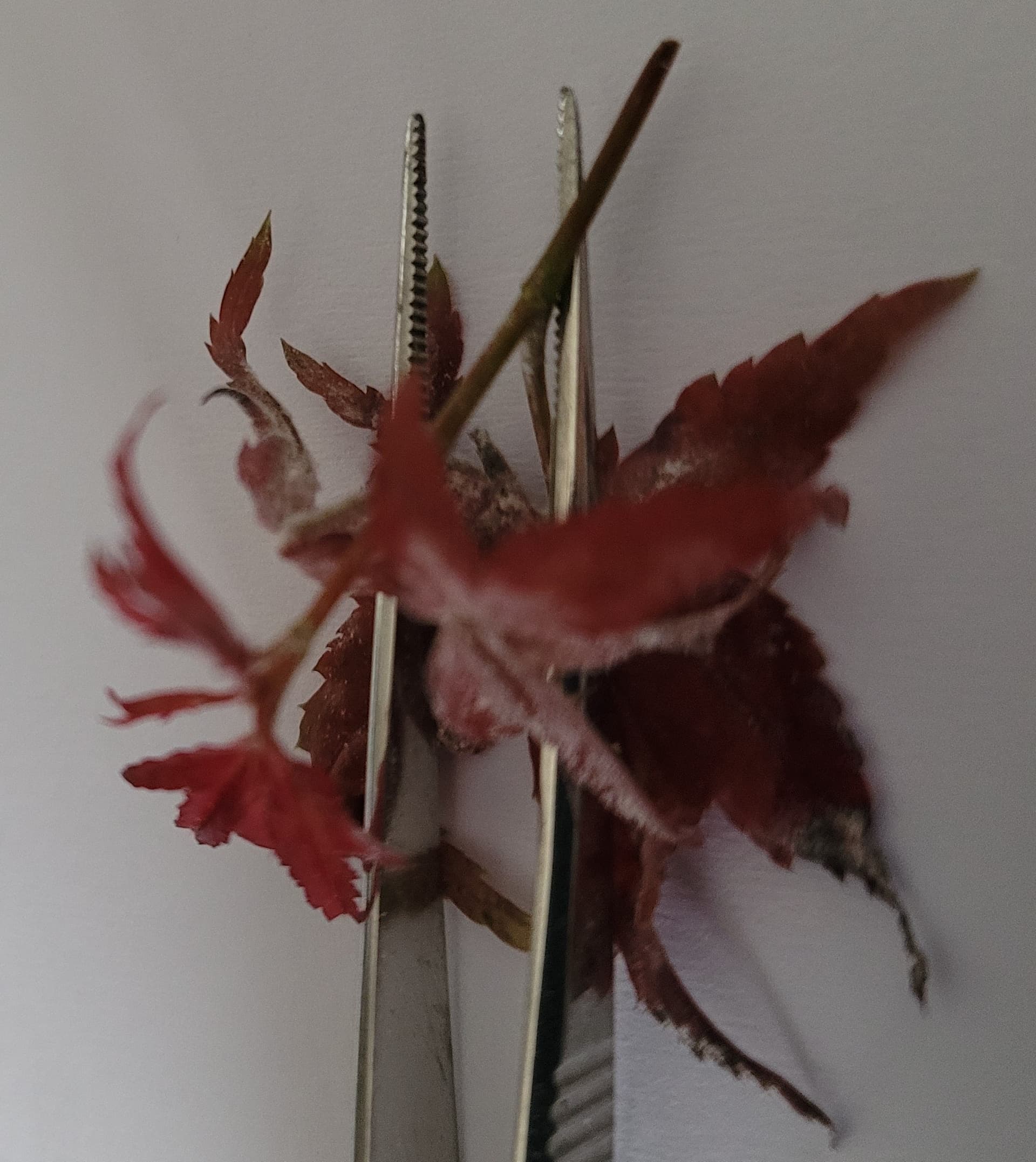 Taches blanches sur feuilles d