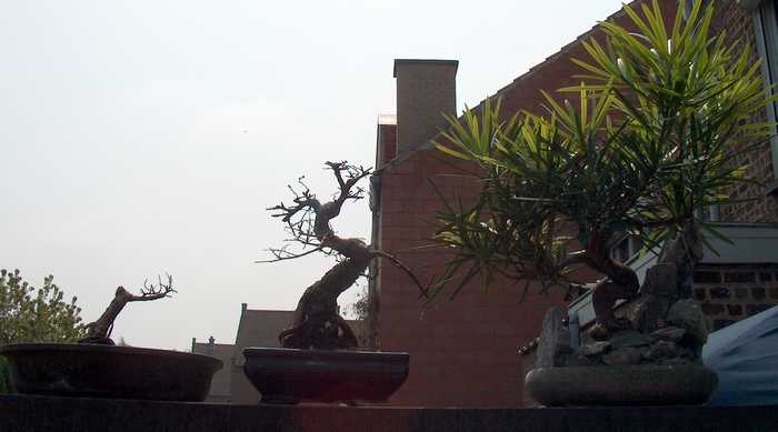 podocarpus.jpg