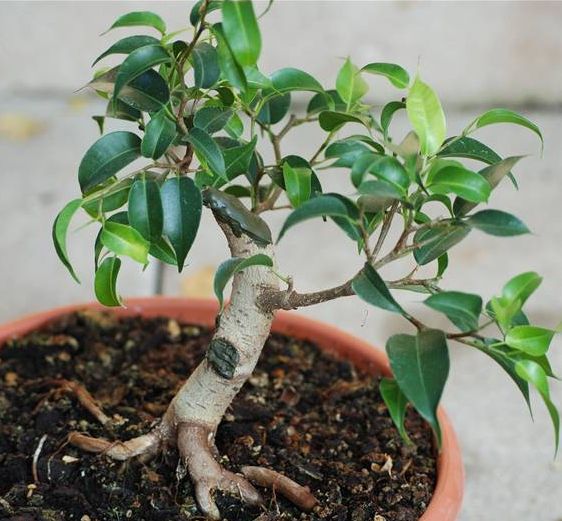 20051029_Ficus_I___02.jpg