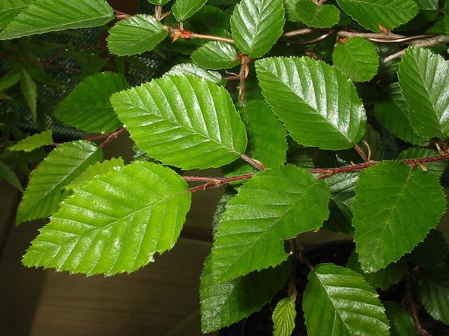 Feuilles_charme_coree