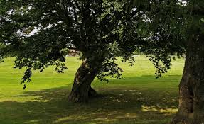 arbre