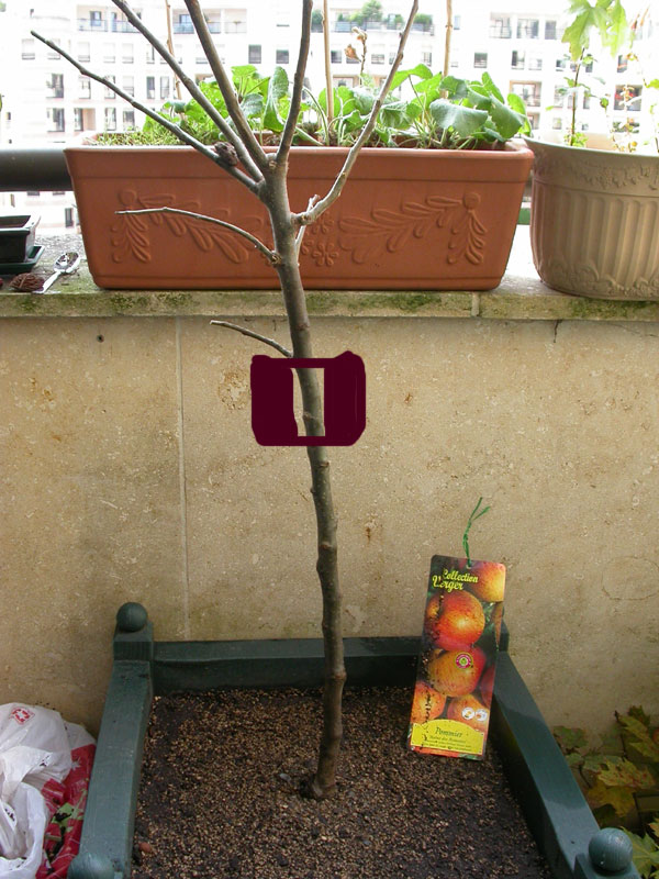 pommier.jpg