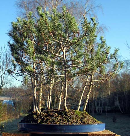 Pinuspinea-encyclo