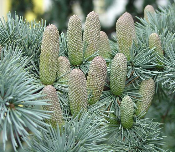 Cedrus_atlantica_glauca_floraison_