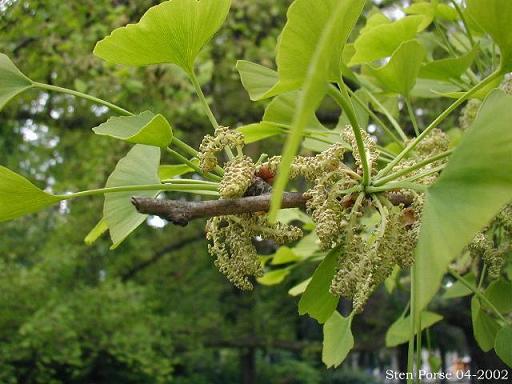Ginkgo_biloba_Inflorescences-2