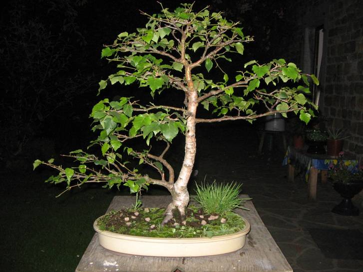 bouleau_20050719.jpg