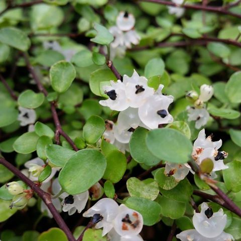Muehlenbeckia_complexa1