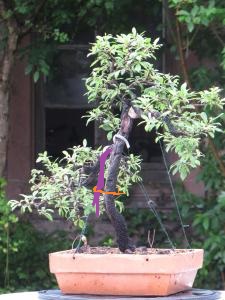 p spinosa - Copie (2).jpg