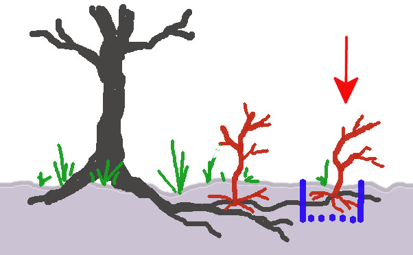 Rejets_ulmus2