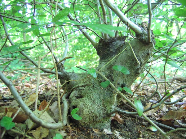 fagus_yamad.jpg