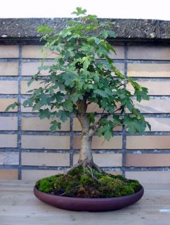 Acer_campestre_roland