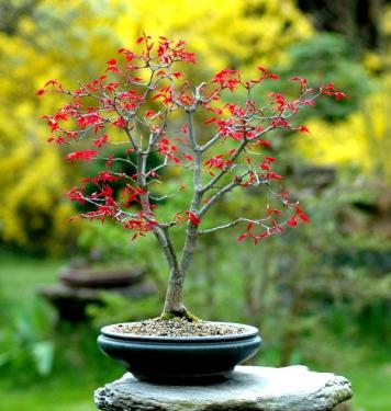 Acer_palmatum_deshojo