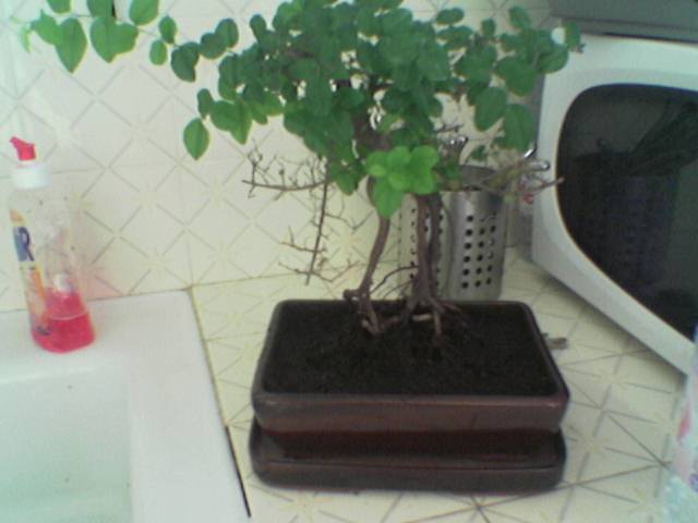 Photo_439_.jpg