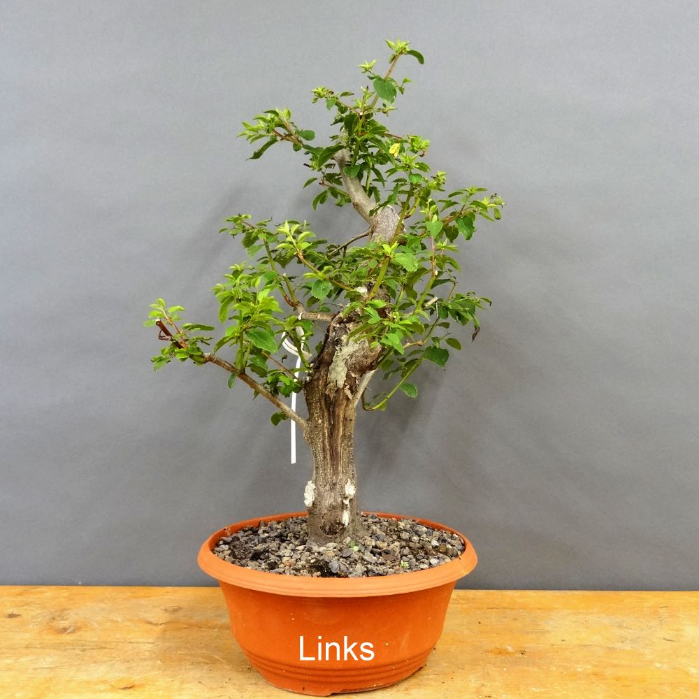 bonsai picea jezoensis Japanische Fichtensamen, Picea jezoensis  NinaSeeds