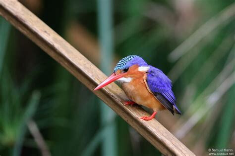 OIP.cW_Ey8q32zTu13LZQAfKFQHaE8.jpg