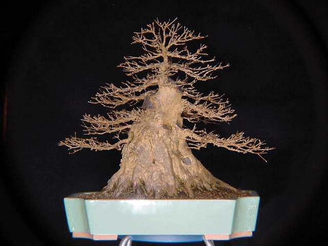 sumo bonsai1