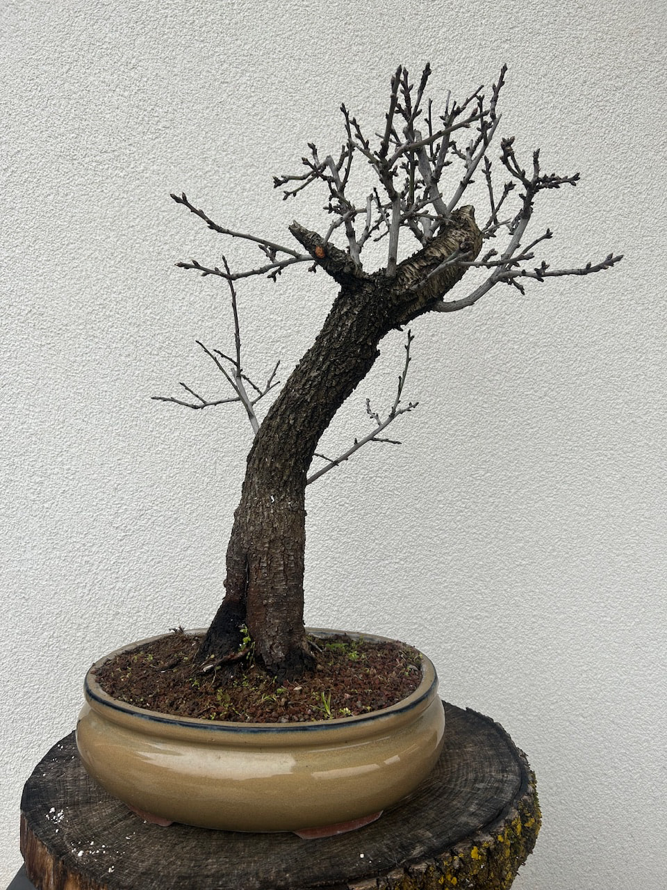 buxbaum bonsai The Essential Bonsai Book by Jonas Dupuich main image 0