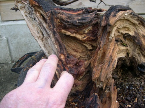 prunus 002