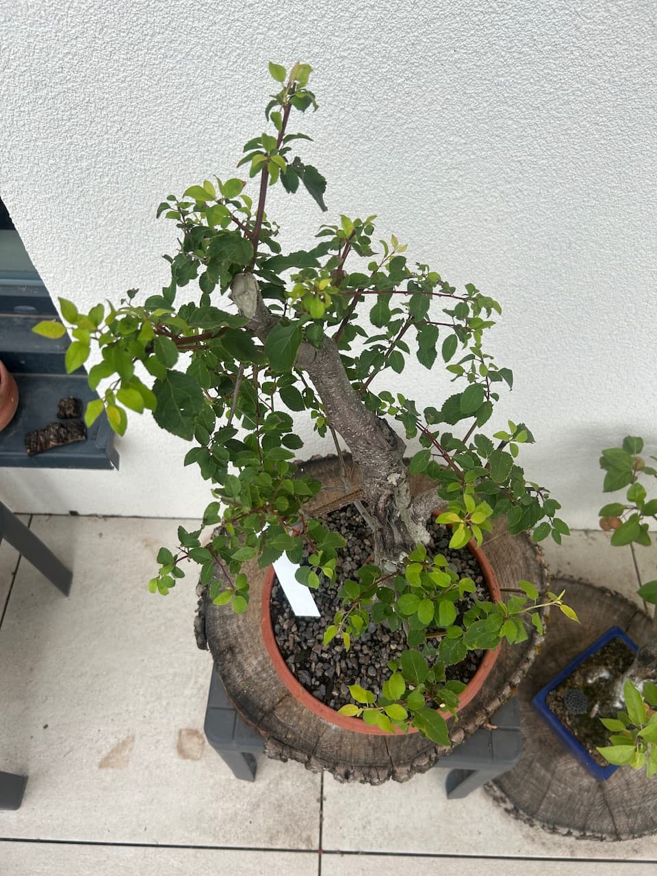 anubias barteri nana bonsai Anubias Nana Bonsai