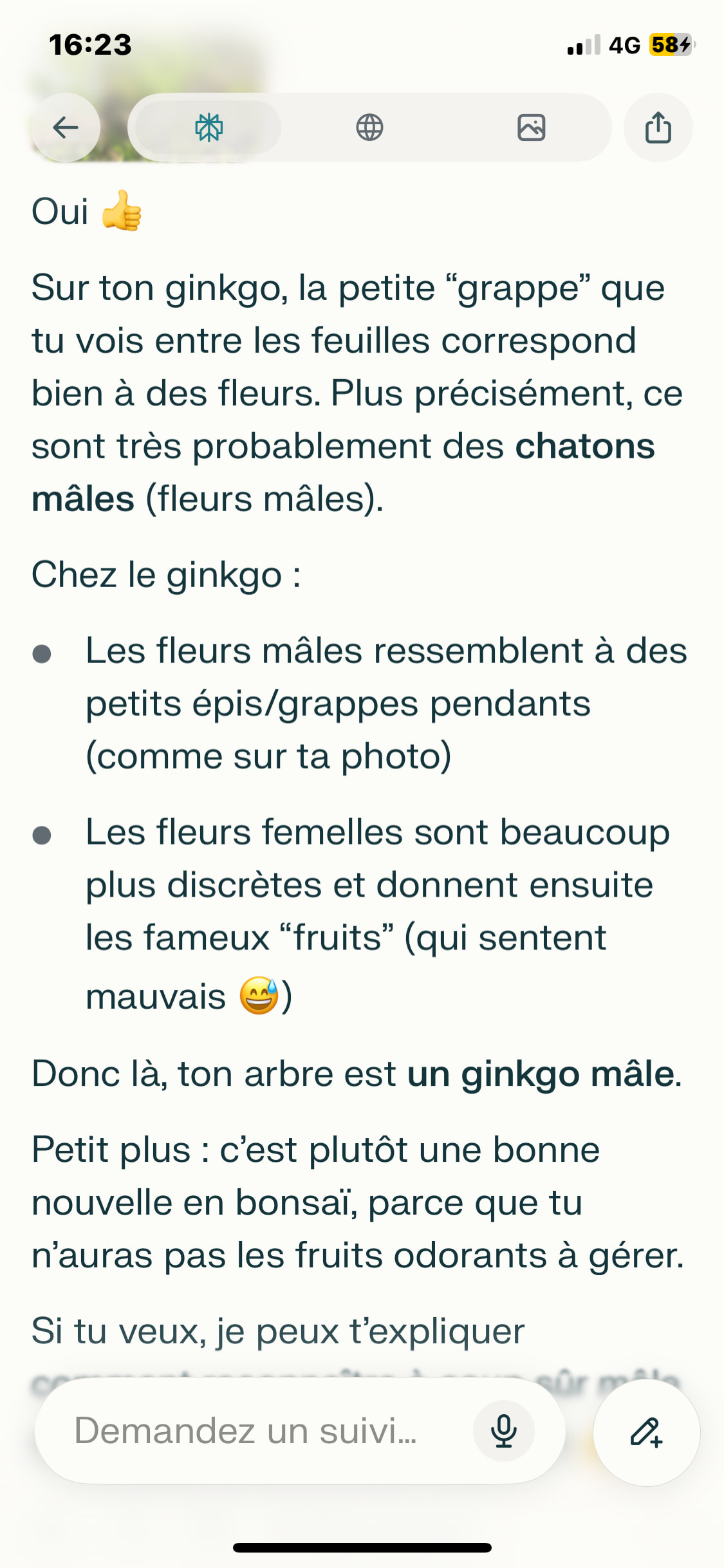 Ginkgo bonsaï fleurs? - Général - ParlonsBonsai