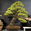 Bonsai-Art-Paysage